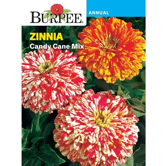 Burpee Candy Cane Mix Zinnia Flower Seed, 1-Pack