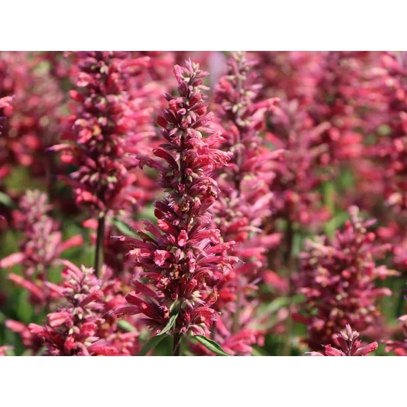 "JD SON SEEDS COMPANY" Create a Colorful Hummingbird Haven with 40 Mixed Agastache Aurantiaca Seeds