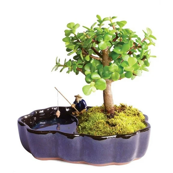 From You Flowers - Zen Jade Reflections Bonsai Plant for Birthday, Anniversary, Get Well, Congratulations, Thank You