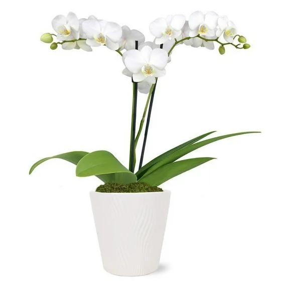 From You Flowers - Pearly White Orchid Plant for Birthday, Anniversary, Get Well, Congratulations, Thank You