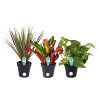 Costa Farms Live Indoor 10in. Clean Air Plants With Benefits, 3-Pack