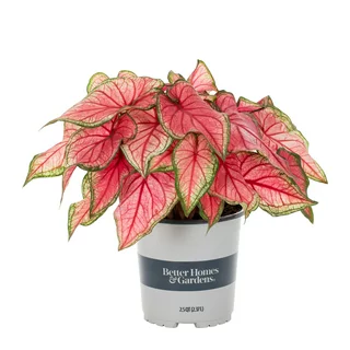 Better Homes & Gardens 2.5 Quart Red Caladium Annual Live Plant 3-Count with Grower Pot