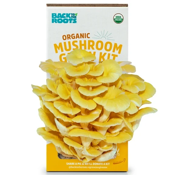 Back to the Roots Organic Golden Oyster Mushroom Grow Kit