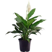 Costa Farms Live Indoor 15in. Tall Green Peace Lily; Bright, Indirect Sunlight Plant in 6in. Grower Pot