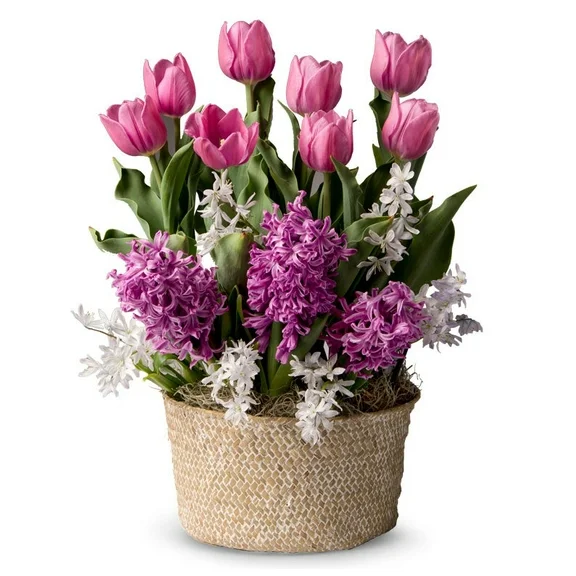 From You Flowers - Lavender Blooms Bulb Garden for Birthday, Anniversary, Get Well, Congratulations, Thank You