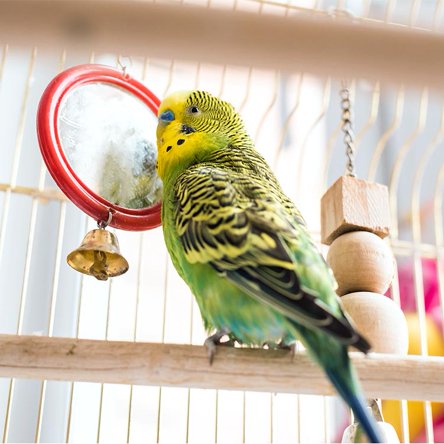 Pet bird supplies. Keep your feathered friends entertained all season with fun toys and favorite treats. Shop now