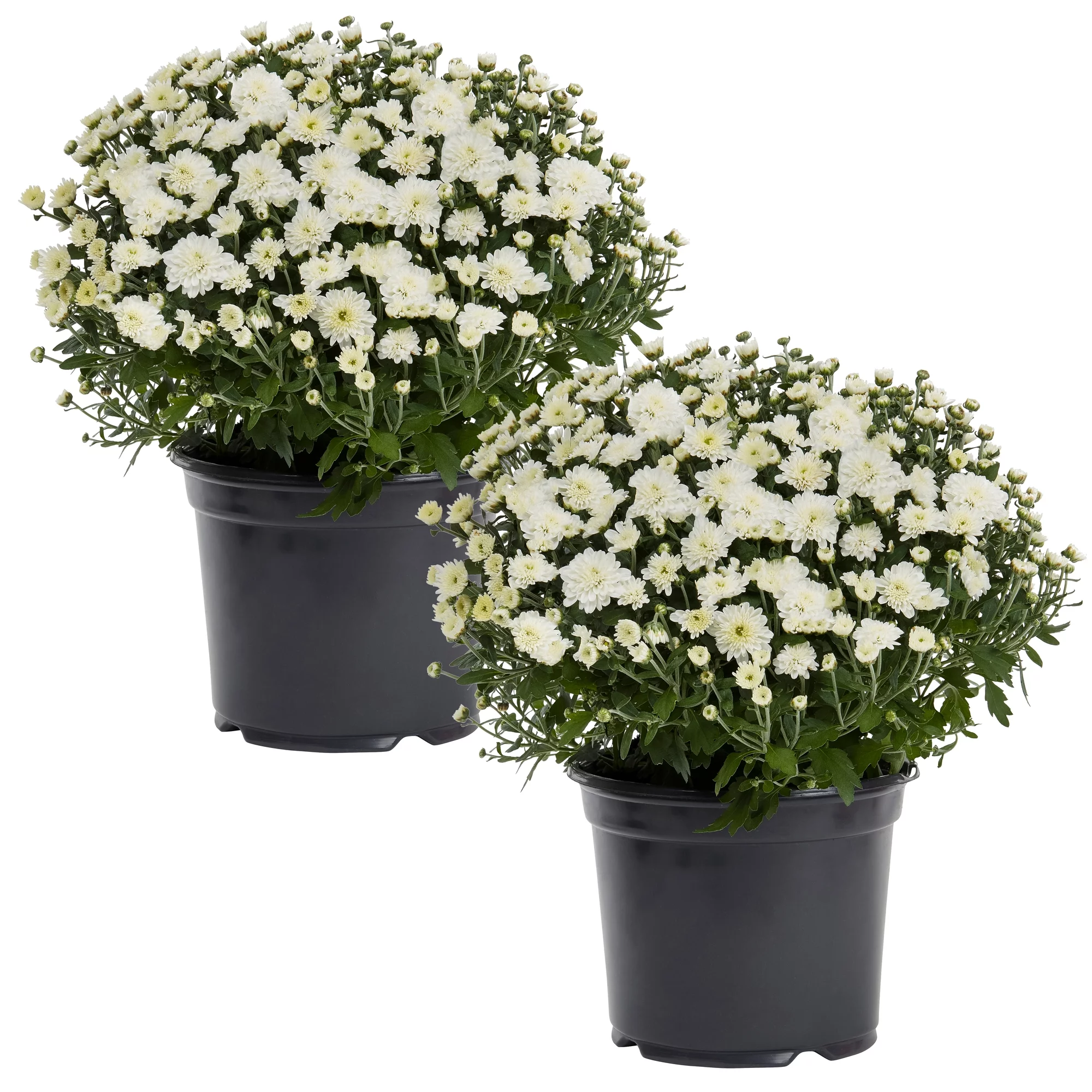 Expert Gardener 3QT White Mum Full Sun Live Plants (2-Pack) with Grower Pots